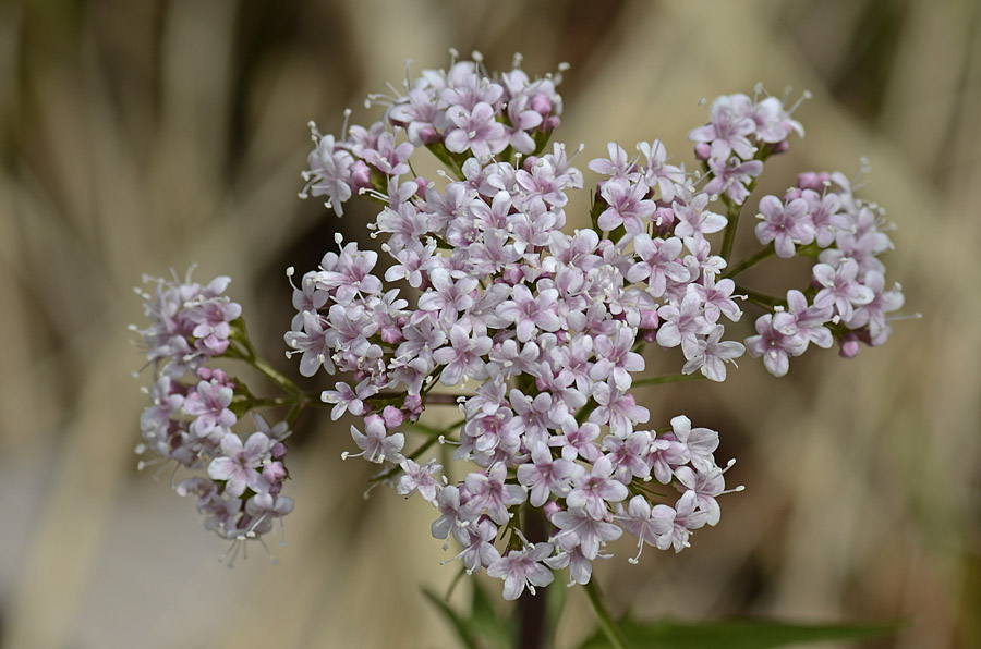 Valeriana tripteris / Valeriana trifogliata